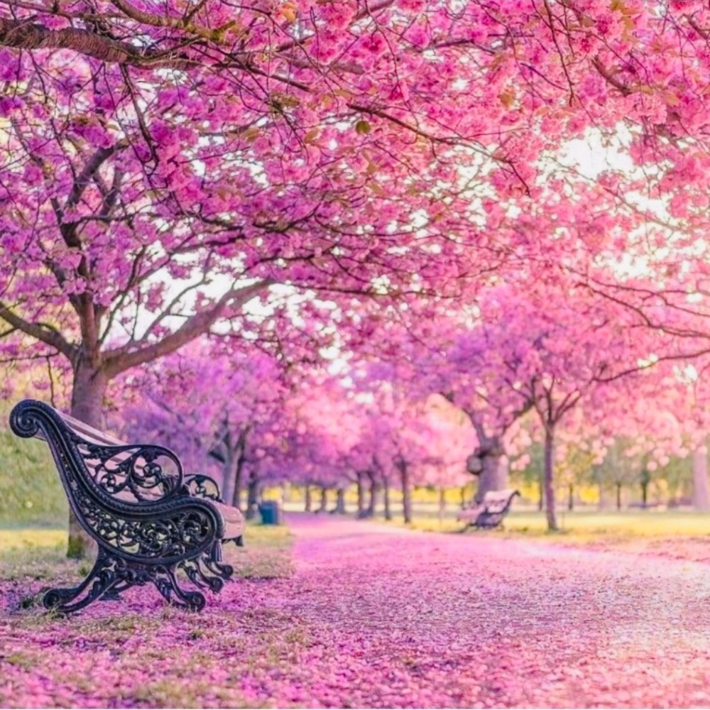 🌴Welcome🌴 🙋‍♀️ I am always open to offers 🌺. Thanks for visiting my closet✨